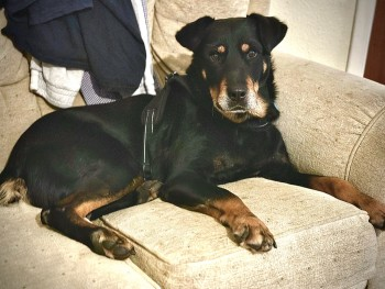 millypod1's tweet photo. PLEASE SHARE TO GET RUFUS HOME SAFE.
HE NEEDS HIS MEDS 😢#findRufus
🆘26 DEC 2022 #Lost #ScanMe #STOLEN??
OLDER Rottweiler Cross Male. SHORT TAIL
West Common, Carholme Road #Lincoln #LN1
SIGHTINGS PLZ☎️07808003152/ 07722913052
https://t.co/qXFqbCaEwm https://t.co/rD1mdMfhX4