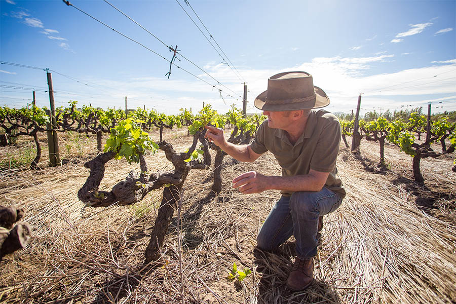 SATerroirAwards's tweet photo. CONSERVATION MINDED GRIER FAMILY ARE FRONT RUNNERS ON MANY LEVELS
@MarykeRoberts spend a day with Simon Grier from @villiera who has looked after the 170 hectares of vineyard for the past 35 years. 
@GrondtotMond - https://t.co/7frqq2QawP 
#SATerroirAwards #Wine #Conservations https://t.co/THb1W9QlW4