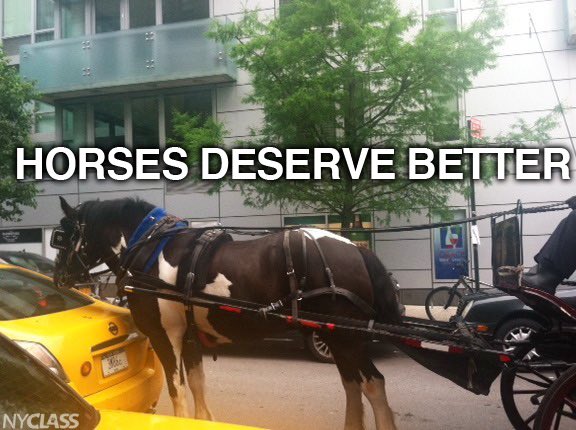 🐴Retweet if you think horses deserve better than a nose-to-tailpipe existence dodging vehicles in traffic—with no pasture to run free and just be horses! 

📢Ask <a href="/NYCSpeakerAdams/">(ARCHIVED) Adrienne Adams</a> to pass #RydersLaw:

nyclass.org/stophorseabuse
