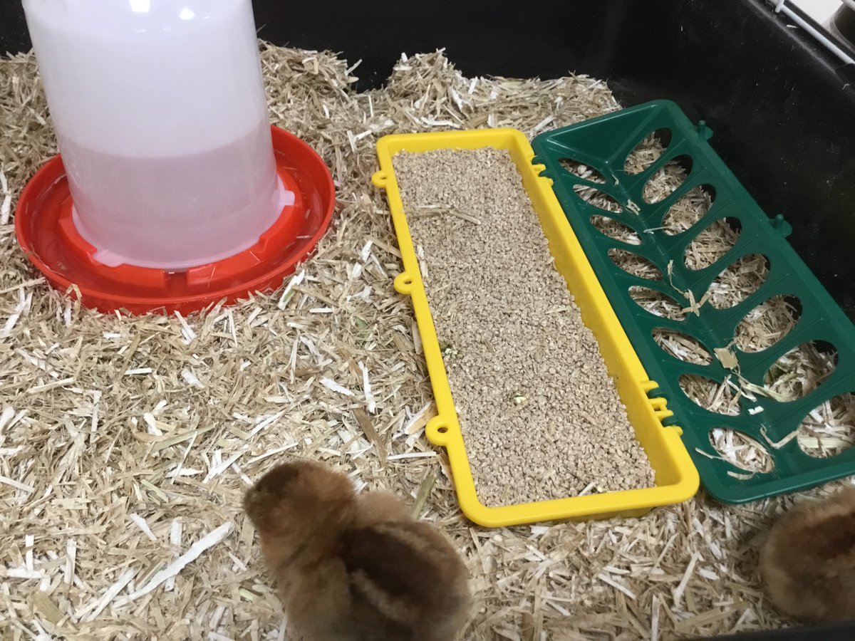 FS2StLukesFrod's tweet photo. Our chick family has grown! We are so pleased that all of our eggs have now hatched and we have 7 beautiful  baby chicks to look after 😀 They are already growing and have settled so well into their new home 🐥 https://t.co/xtuXP76Ten