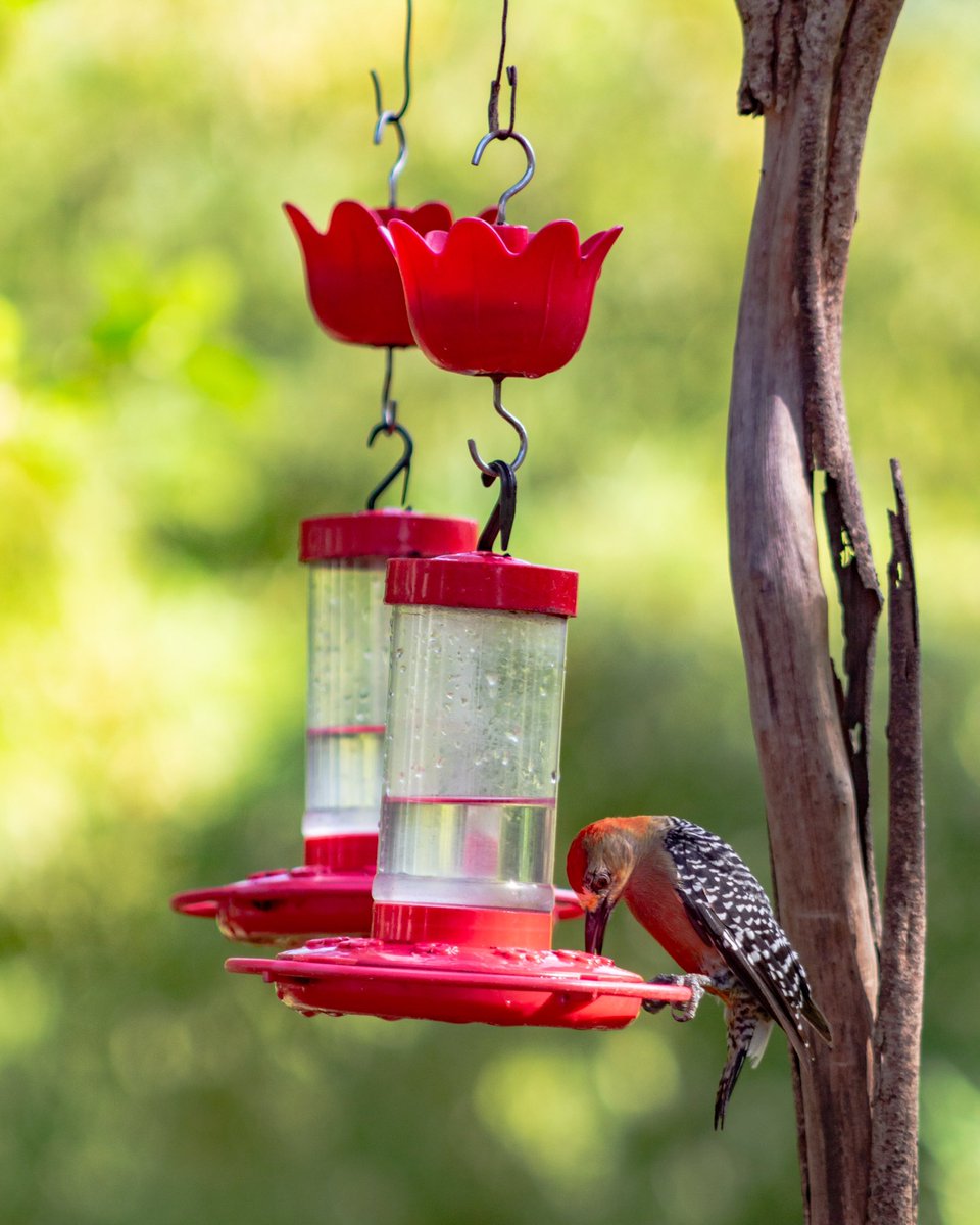 visit_tobago's tweet image. Tobago has over 260 species of birds, and we spotted this male Red-Crowned Woodpecker at Cuffie River Nature Resort having a mid-day snack! 🪶 

#TobagoBeyond #101ReasonsTobago #RedCrownedWoodpecker