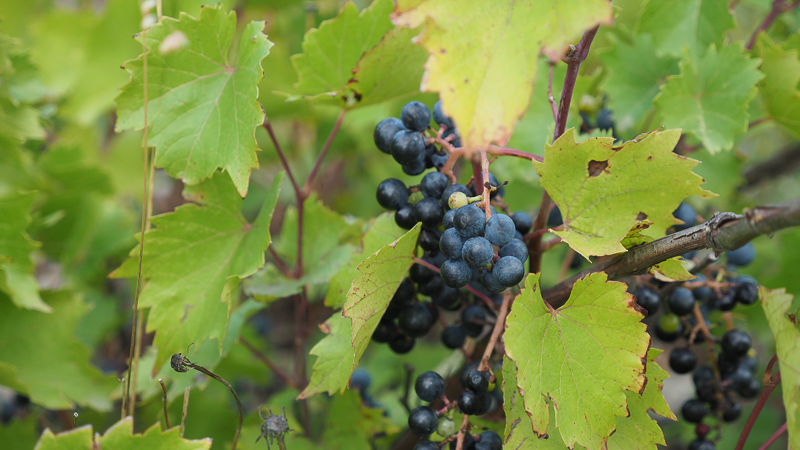 Big news: new genetic evidence shows that the grapevine was domesticated in two locations, and 3000 years earlier than previously thought wineanorak.com/2023/03/02/big…