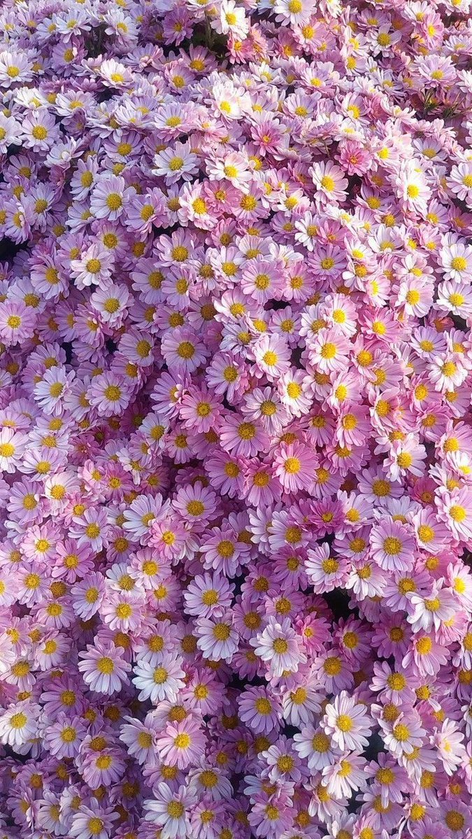 softdeIicacy's tweet photo. pink daisies. https://t.co/2PuXH0XbdV