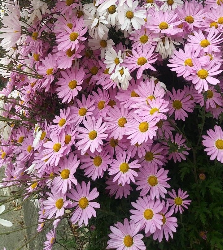 softdeIicacy's tweet photo. pink daisies. https://t.co/2PuXH0XbdV