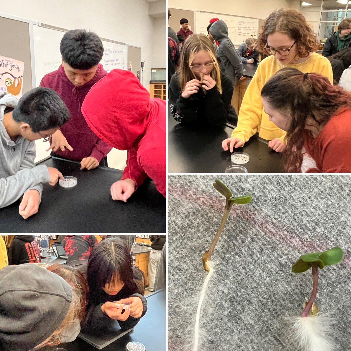 Biology students observed their plants and collected data to determine which phenotypes are dominant and what the unknown “grandpa” plant’s genotype and phenotype was.