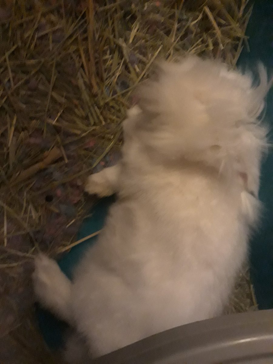 MySerenityy's tweet photo. Sometimes she sleeps like my dainty, sweet, little sugar-loaf, ears and peets all tucked in... And sometimes she throws herself down and sleeps like a ragamuffin. 
(I panicked the first time she did this)
#bunlife #bunmom #bunsoftwitter 🤗💜🐇 https://t.co/KUeM5JPopC