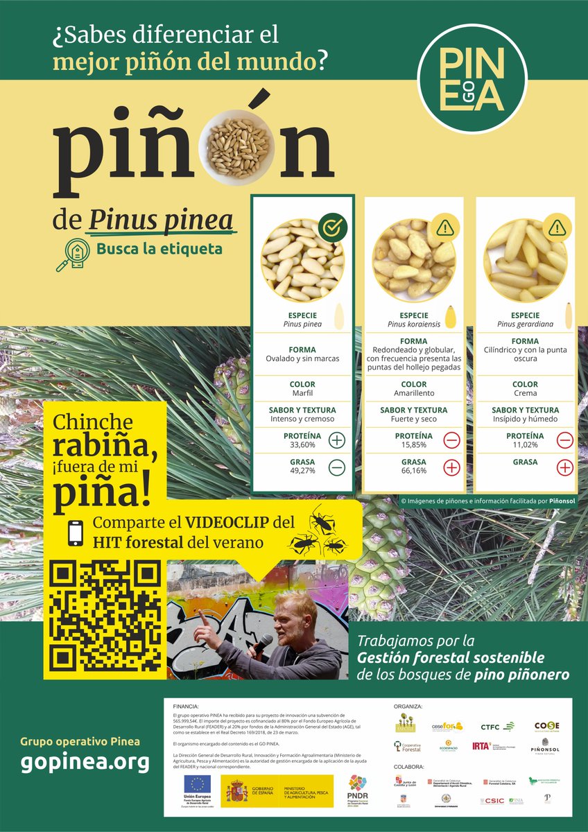 GO PINEA tweet media