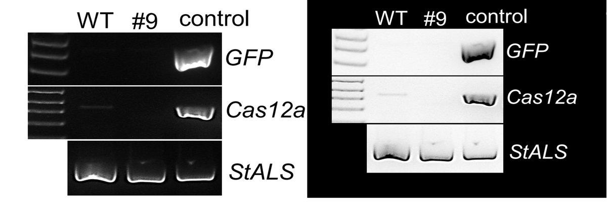 Browsing this transgene-free editing paper biorxiv.org/content/10.110… and this gel 'image' leaves me wondering.