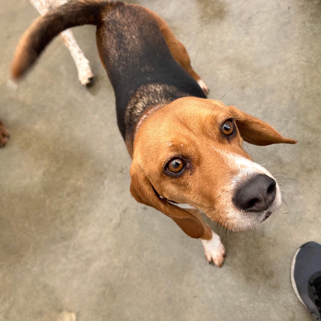 HSFpets's tweet photo. When Scooter gives you
this look...
You know 
he means business🤭

#beagle #lifewithbeagles #hsfpets #doggiedaycare #doggydaycare #dogsatplay #petsitter #bringyourpettothecountry
#phoenixvillepa #chesterspringspa #extonpa #malvernpa #kimbertonpa #chescopa https://t.co/ALlxyVwAlg