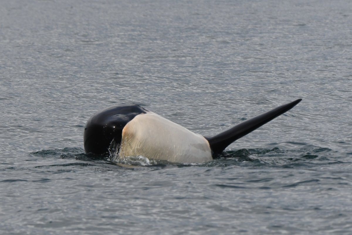 Look at that amazing face ❤ 
Orca Survey Encounter #5 • 21-Feb-2023 • J Pod
Excerpt: Another adult male showed up several hundred yards to the west of J26. This was J27 and he was paralleling J26’s course. A third adult male appeared ... whaleresearch.com/2023-5