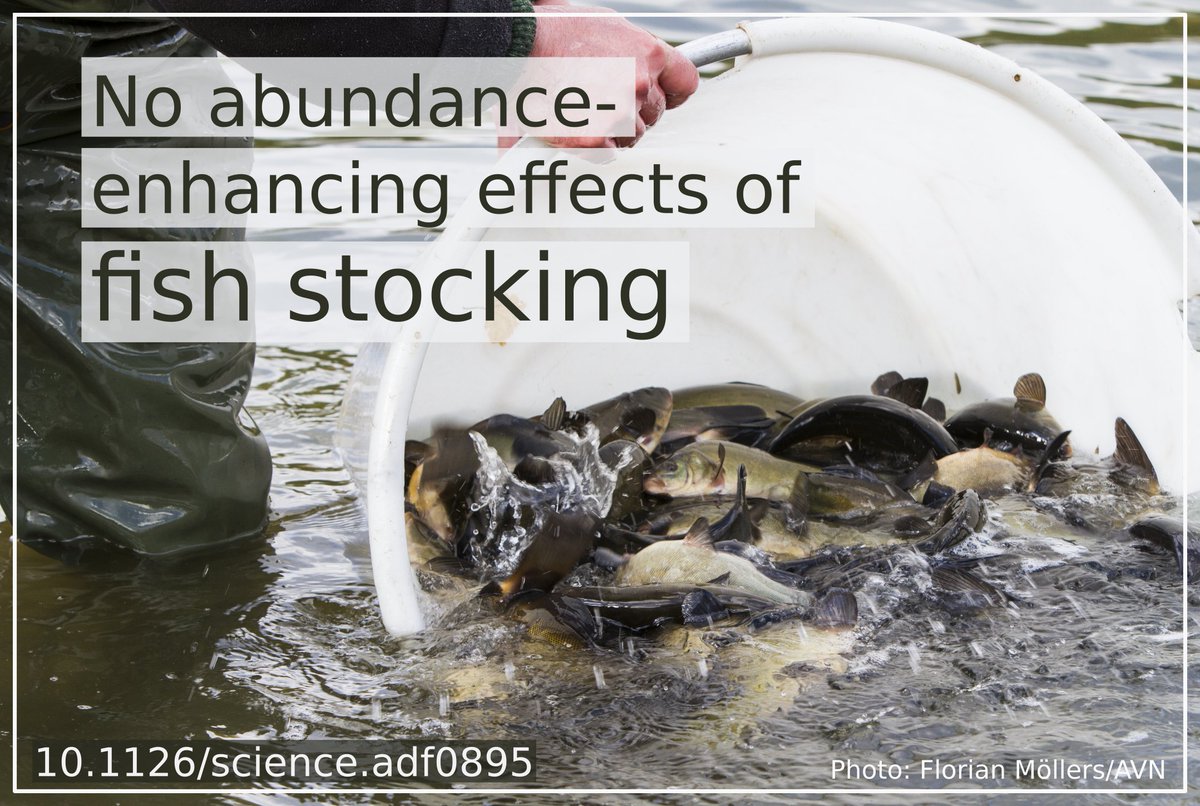 RadingerJ's tweet photo. #FishStocking completely failed! In all of the five species, stocking did not produce an increase in abundance. Stocking additional fish (into a naturally reproducing population) increases competition for food and habitat. #fisheries https://t.co/GyhuWqJwaq