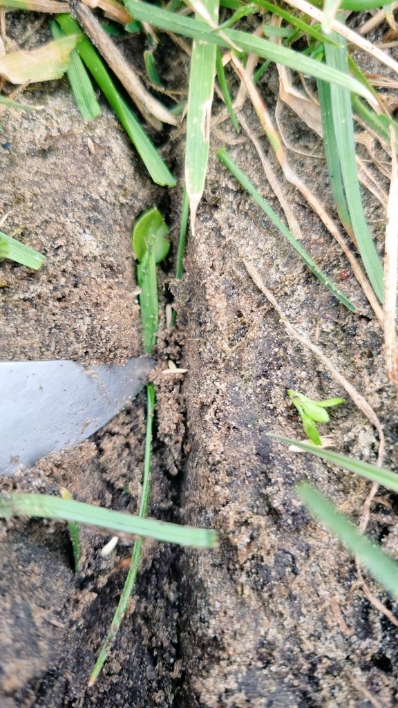 VredoDodewaard's tweet photo. #Overseeding the #pasture. #Vredo DZ358.07.5 Agri Twin in Germany #high #quality #fourage. #germination #grass #seeds #doublediscprinciple https://t.co/5m2OPbsKeL