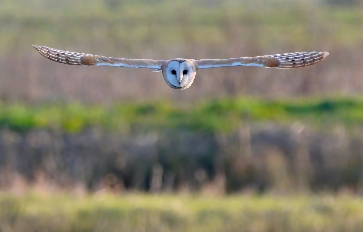 Barn Owl coming straight at me! 😮😍
 Spent a magical hour watching this beauty at RSPB Greylake in Somerset this evening, just me and the Owl..... magic!! 😀😍🦉