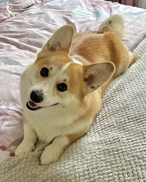 JuteAdoreHamper's tweet image. Day 2 of #MarchMeetTheMaker and it’s all about the maker - That’s me! 💁🏼‍♀️

I’m Victoria &amp;amp; this is my 14th year of Jute Adore! Originally from the Channel Islands, I relocated to Yorkshire 2yrs ago where I now live with my fiancé @clocksncandles &amp;amp; our Corgi, Duke 🐾
#SmallBusiness