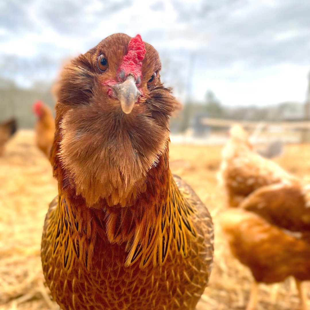 Hello from our beautiful ladies! We supplement our girls' water with our Backyard Poultry Bundle to keep them in tiptop shape!

Get yours here -->
l8r.it/XhQh

#chickens #chickensofinstagram #chicken #chickenenvy #chickenlife #ilovechickens #cluckcluck