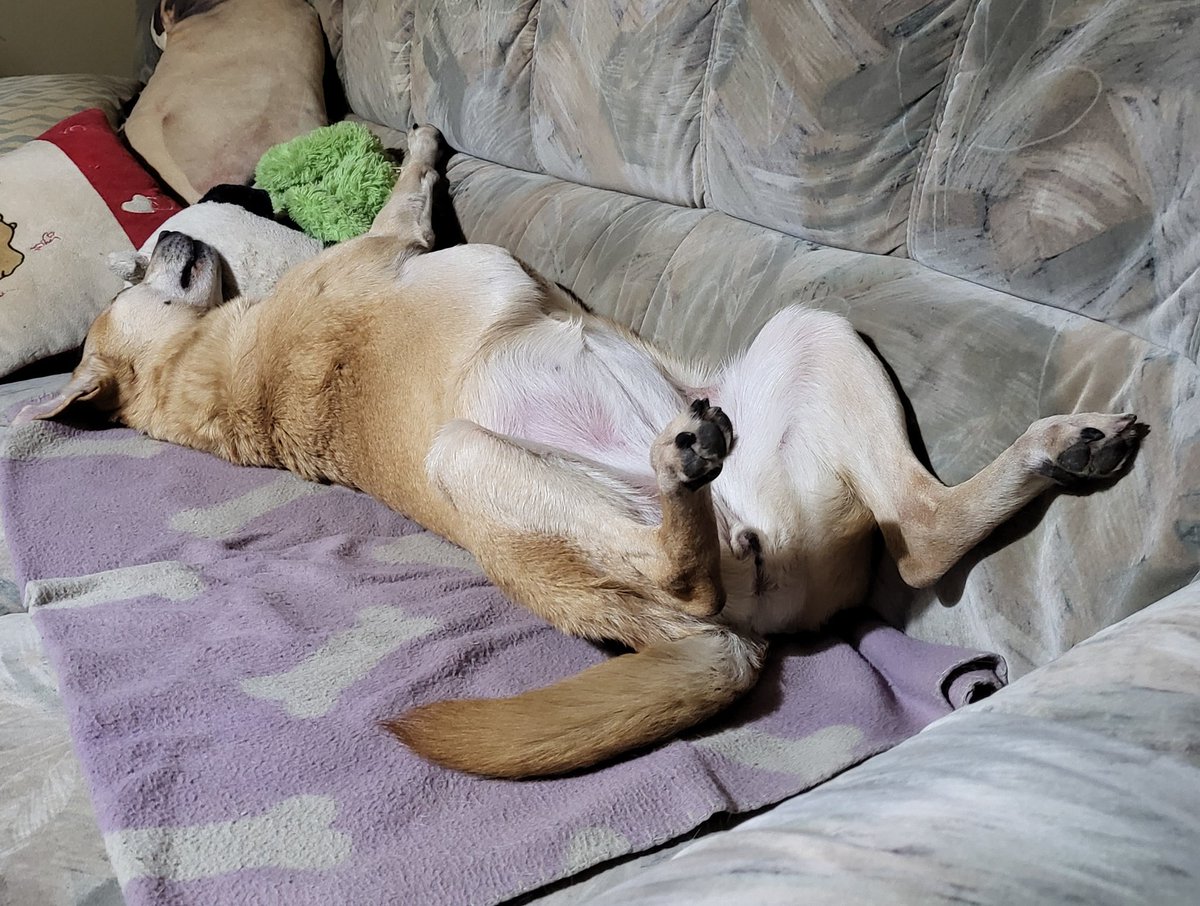prettyfemaledog's tweet photo. Relaxen muss auch mal sein. https://t.co/UZgZpHPQ3e