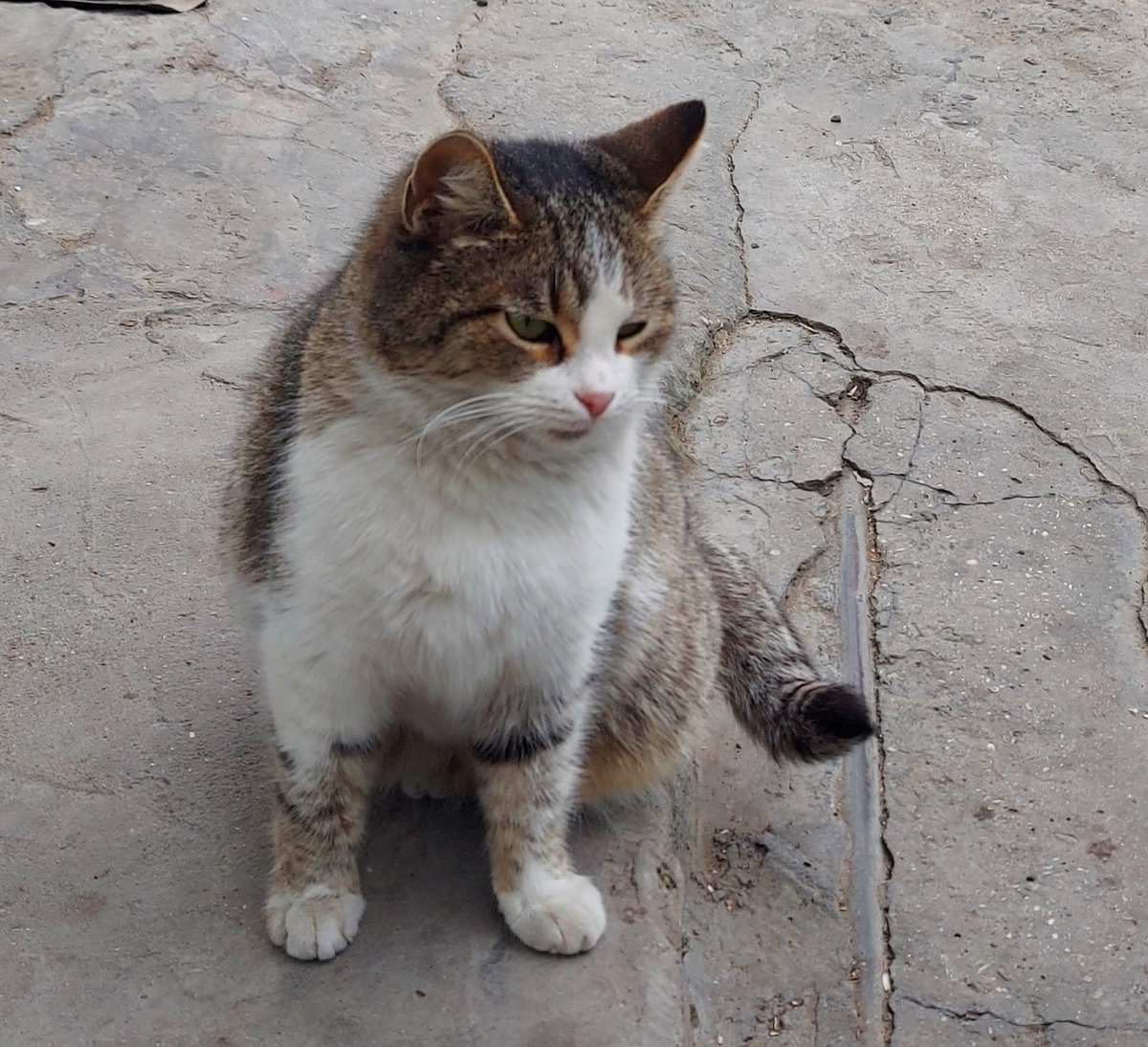 AygunSamadova's tweet photo. #CatsOfTwitter #CatsofBaku #babycat #cats #CatsOnTwitter #catsofinstagram #Baku #Azerbaijan #Azerbaiyán https://t.co/UuV4zhQlnx