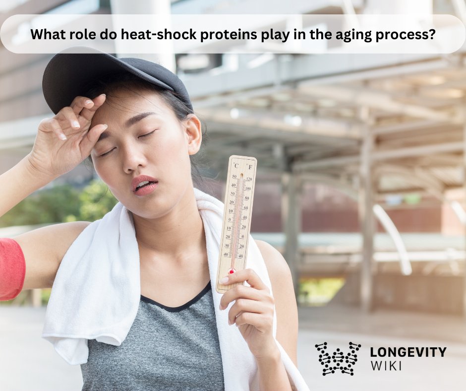 Heat-shock response is a result of exposure to elevated temperature, in which cells activate various protective mechanisms. This response is mediated by heat-shock proteins. What role do heat-shock proteins play in the aging process? Find out at:en.longevitywiki.org/wiki/Heat-shoc… #heatshock