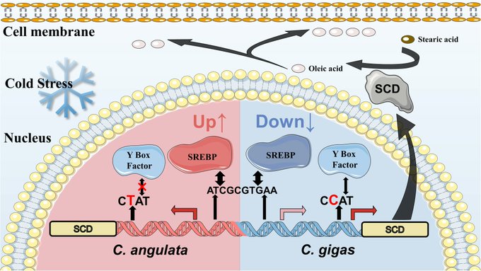 Schematic representation of Scd plastic expression pattern in C. gigas and C. angulata shaped by cis-variations and trans-factors.