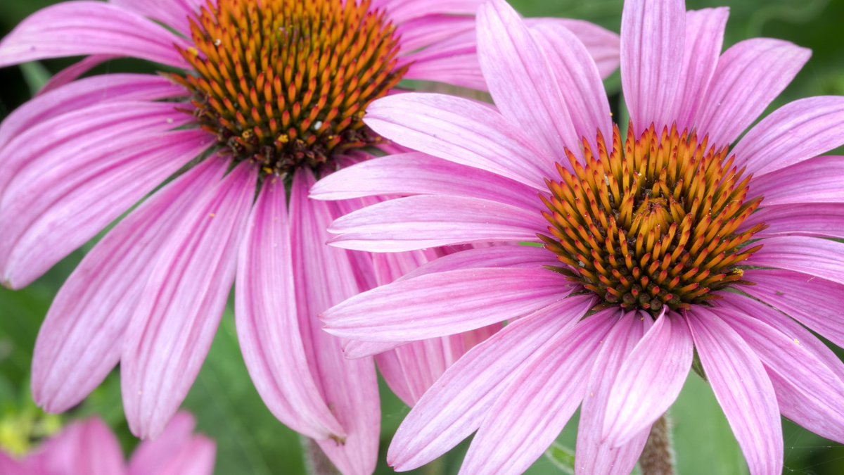 As we move forward in an effort to create a more sustainable future through landscaping, it is important to continue the discussion and debunk any common misconceptions that might deter people from developing these practices: wentworthlandscapes.com/blog/myth-vs-f…