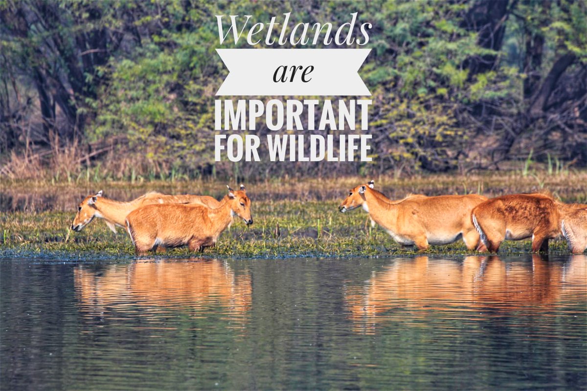 Let's not overlook the significance of #wetlands for maintaining flora and fauna as the world observes #WorldWildlifeDay. For wildlife to thrive, wetland conservation is crucial.