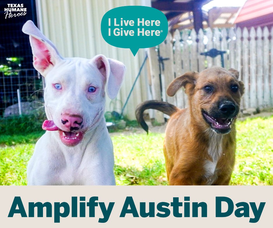 We're in the homestretch of #AmplifyAustin and more than halfway to our goal! Help us cross the finish line here: amplifyatx.org/organizations/…

#ILiveHereIGiveHere #TXHH