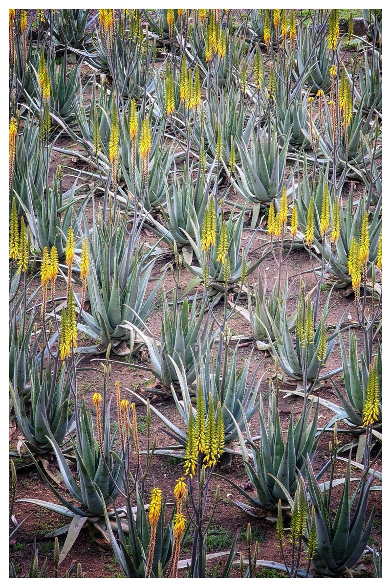 If you believe the farmers of #LaGomera #aloevera can cure all the ills in the world.
I'm not so sure but the flowers are very pretty.
#lascanarias