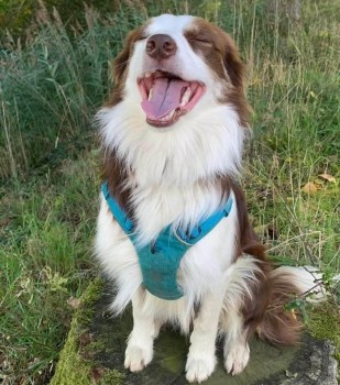 millypod1's tweet photo. π27 FEB 2023 #Lost FIG #ScanMe
Brown And White Border Collie Female
Last seen running off towards Bintree Woods and Billingford Road #Bintree #Norfolk #NR20
https://t.co/bsL0wDh1te https://t.co/ArTeFEsJfi