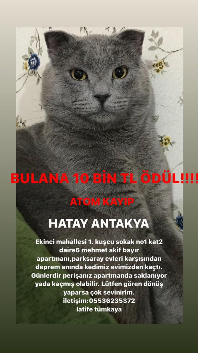 Bulunamadığı için beni en çok yaralayan kedilerden birisi de Atom. Annesi kucağında 2 aylık bebeği ile aradı kaç kere, eşi hastanede. Ekipler de bakıyor ama uzun vakitleri yok. Birisinin bir kapanla gidip saatlerini vermesi gerekiyor. Latife hanıma destek olacak var mı? Lütfen🙏