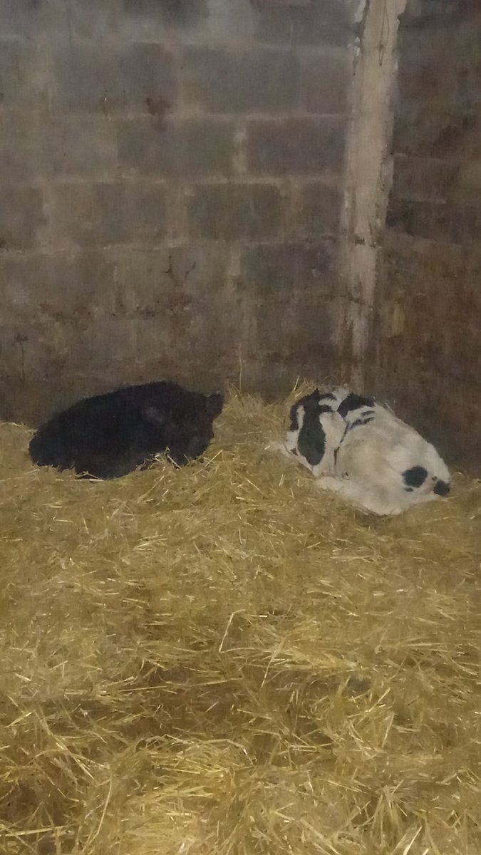 John Joe Butler tweet media