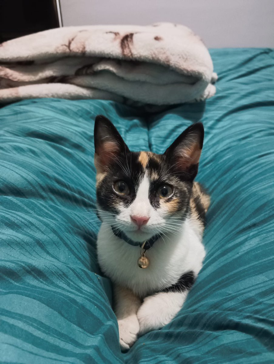 ____Remy's tweet image. 