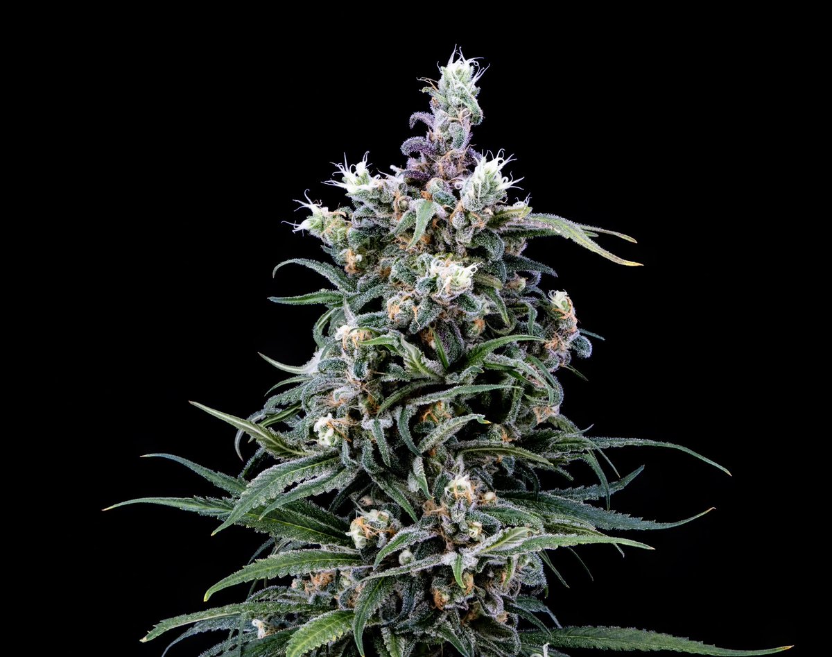 Seven_Leaves_CA's tweet image. BLUE DREAM
Sativa
Lineage - Blueberry x Haze
Flavors - Blueberry, Sweet, Floral
Effects - Creative, Uplifting, Energetic
Aromas - Sweet &amp;amp; Floral
#sevenleaves #strains #newproductdrop