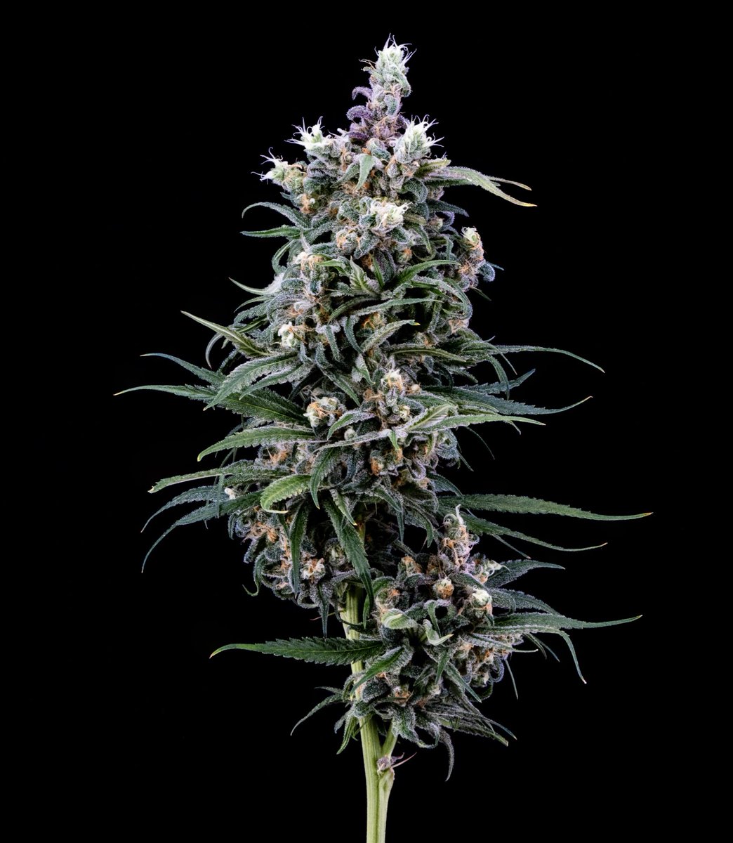 Seven_Leaves_CA's tweet image. BLUE DREAM
Sativa
Lineage - Blueberry x Haze
Flavors - Blueberry, Sweet, Floral
Effects - Creative, Uplifting, Energetic
Aromas - Sweet &amp;amp; Floral
#sevenleaves #strains #newproductdrop