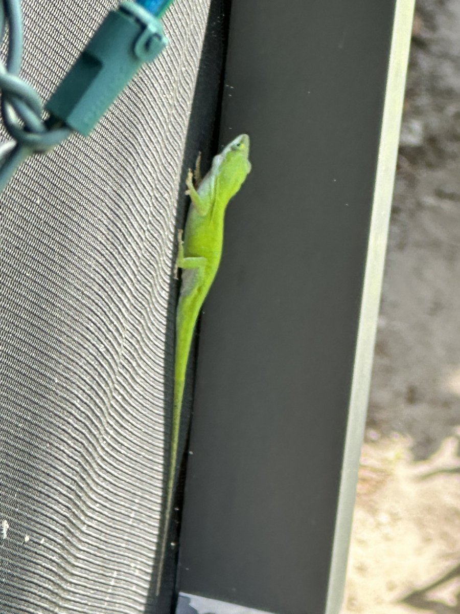 DragonLair4's tweet photo. Keeping the Green population thriving. Big box stores catch them and sell them. I buy them and release them in my lanai. They have attracted other ones in the wild and I think I have about 10 now between my 2 lanais 😂 @TheLazyAnole https://t.co/q0XPquPuCr