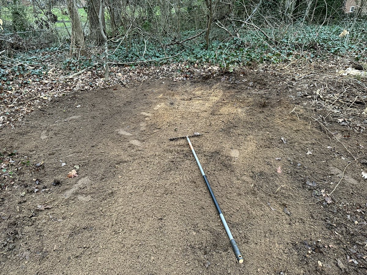 Removed a huge patch of invasive English ivy and found a very deep, very wide sandbed? Overgrown putting green, maybe?