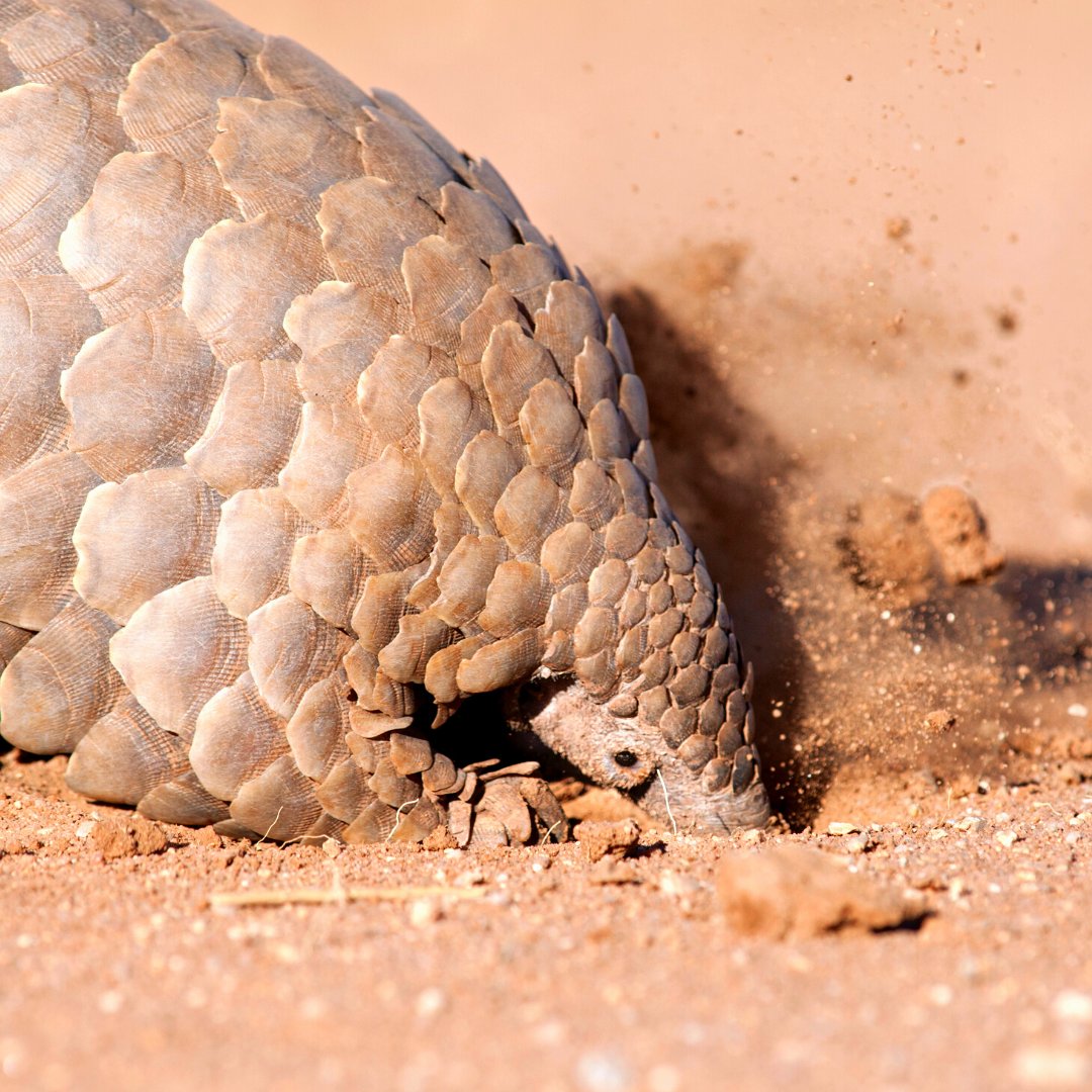 PangolinCrisis's tweet photo. Let's dig into the Bug Buffet🐜
Pangolins love munching on termites and ants. Their long tongues easily infiltrate these insects' intricate subterranean mazes, and their curved claws help them dig to expose hidden prey. Want more pangolin facts? 👉  https://t.co/QcGIjITKJl https://t.co/xeH03I4Y9v