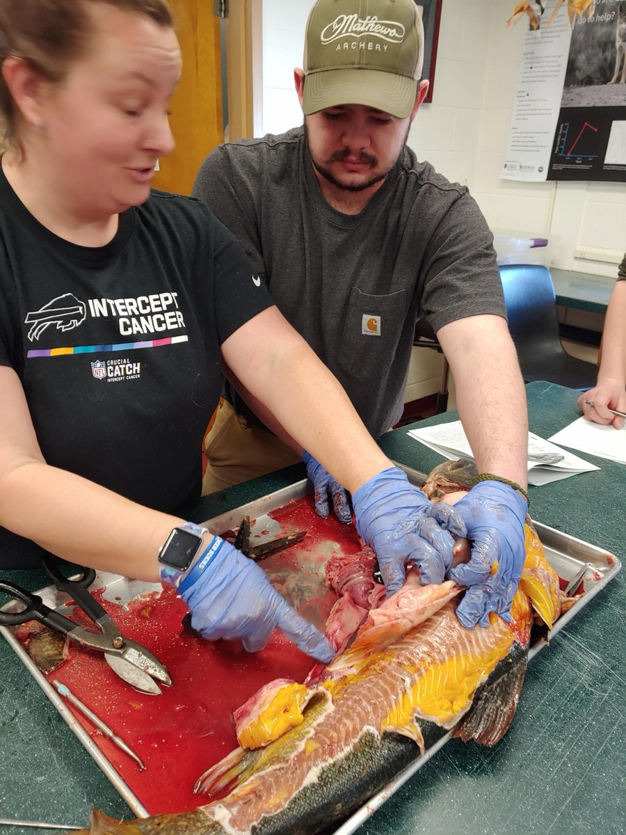 Under the excited instruction by Dr. Emily Grausgruber, Ichthyology students at Paul Smith's dissected fresh fish.  And we "recycle" too - students and faculty wanted to use the fish remains for various purposes, including fertilizing gardens.

<a href="/paulsmiths/">Paul Smith's College</a> 
<a href="/EmilyG_Fish_Dr/">Emily</a>