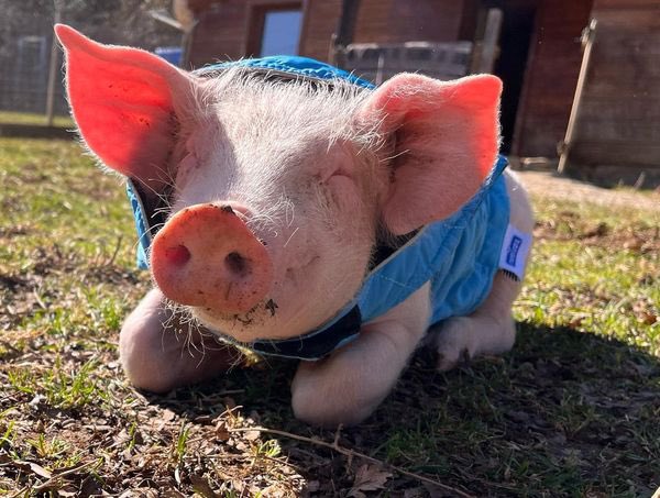 Ayer esterilízanos a Gregorio y ha ido todo de maravilla.  💪🏼
A pesar de que es ciego nos sorprende lo bien que se adapta a todo y lo rápido que aprende a saber dónde están las cosas. Es todo un campeón ￼￼😍
￼￼
fundacionsantuariogaia.org/hoy-esteriliza…