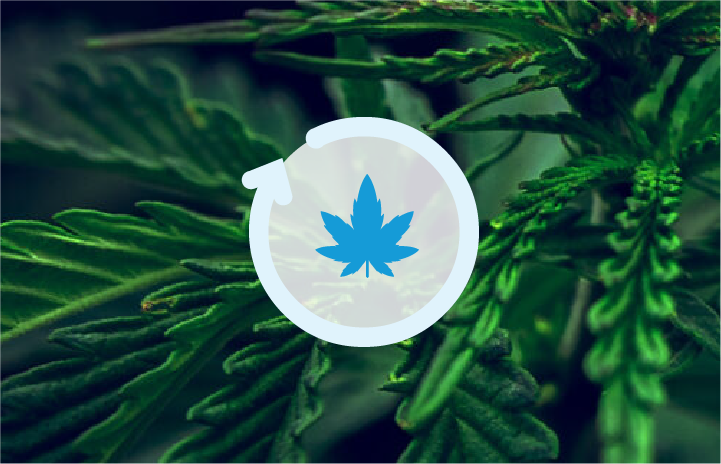Cannasure tweet media