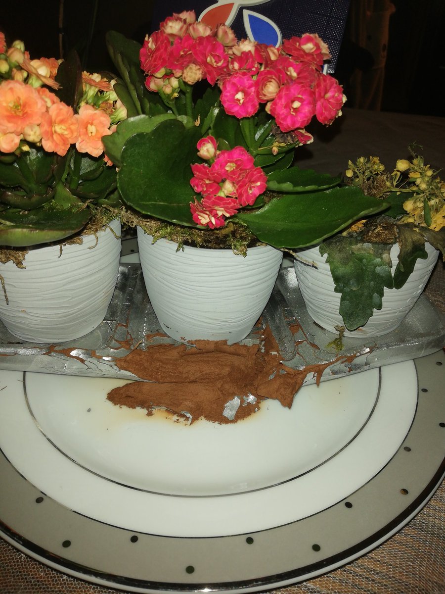 Saksının ıslanınca parçalanması normal mi? Yoksa saksı diye sattığınız kağıt mı? Çiçeğin 10 gün içinde çürümesini saymıyorum. <a href="/ciceksepeti/">Çiçeksepeti</a> #çiçeksepeti