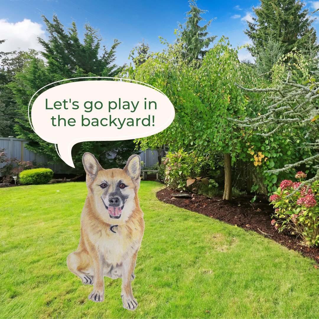 AlexRossWorld1's tweet photo. Cash takes his #playtime very seriously and is always ready to go play in the #backyard. Does your #dog also love playing in the backyard? #BackyardDay https://t.co/nsCnkYKAtR