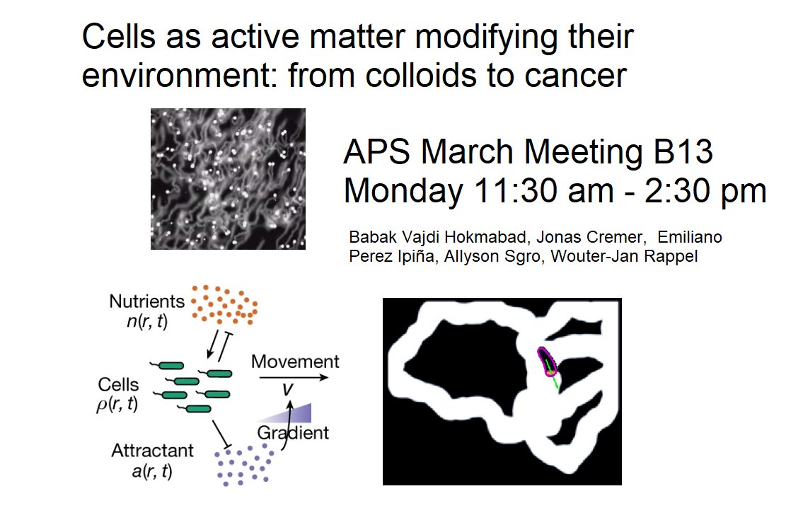 At March Meeting: Cells modify their environment, altering its properties - and then respond to those alterations. 5 great talks about how to understand this!  meetings.aps.org/Meeting/MAR23/…  Featuring <a href="/BabakVH/">Babak Vajdi Hokmabad</a> <a href="/AllysonSgro/">Dr. Allyson Sgro</a> <a href="/jonasbcremer/">Jonas Cremer</a> Emiliano Perez Ipina and Wouter-Jan Rappel!