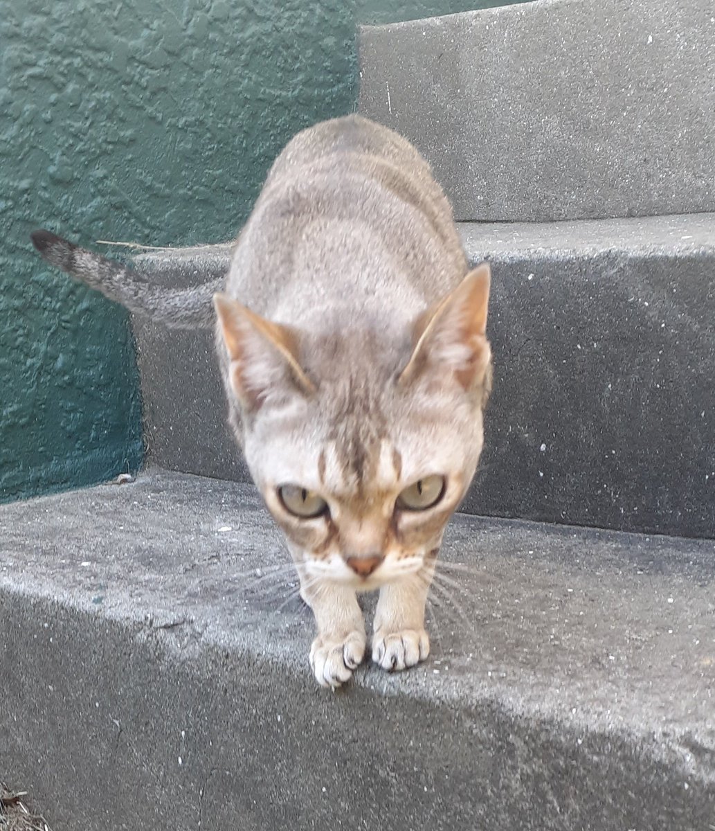 cat_yawns's tweet image. Short cat                                tall cat