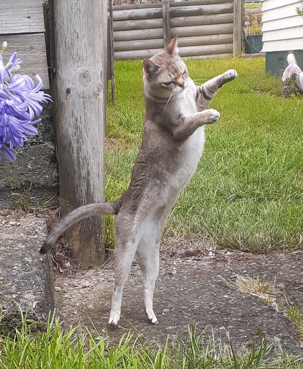 cat_yawns's tweet image. Short cat                                tall cat