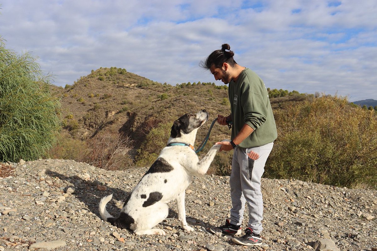 protemalaga's tweet photo. Noa, 7 años, tamaño grande.
Es una perrita muy especial, necesita su espacio para confiar en nosotros. Pasea genial con la correa y es cariñosa.
Correo: moduloc@protectoramalaga.com https://t.co/tpGWSkkEmP