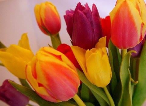 Lisa Settle tweet media