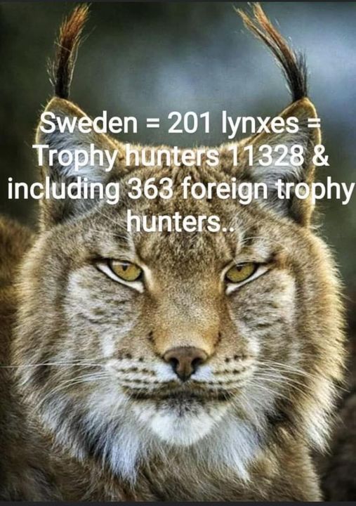 christinafarns3's tweet image. Sweden + wildlife &amp;amp; nature = big catastrophe coming
#lynx #stoptrophyhunting #AnimalAbuse #wildlife #wildlifephotography #BIGCats #ProtectNature  #naturelovers #extinction