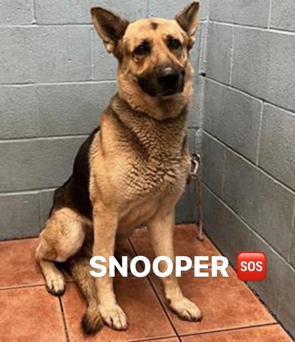 After a mixed last 7 days in terms of saves v kills at Downey #California ACC, we're starting with 10 new #dogs who received final pleas Tues &amp; Wed. Snooper is a 7 yo, 67 lb #GermanShepherd , good with large calm pups. #ADOPT him 2-5 p.m. daily 🙏 info ⬇
#A5527834