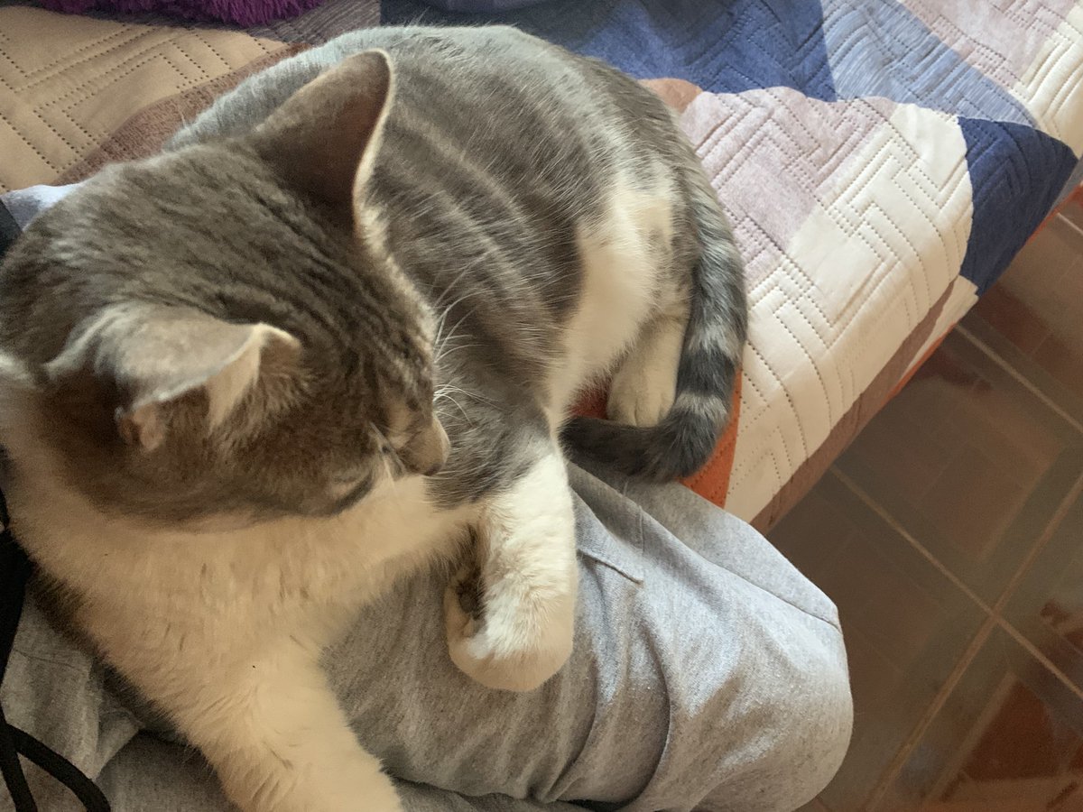 GamerZollo's tweet photo. Mi mejor amigo, https://t.co/d80mvAt1FF