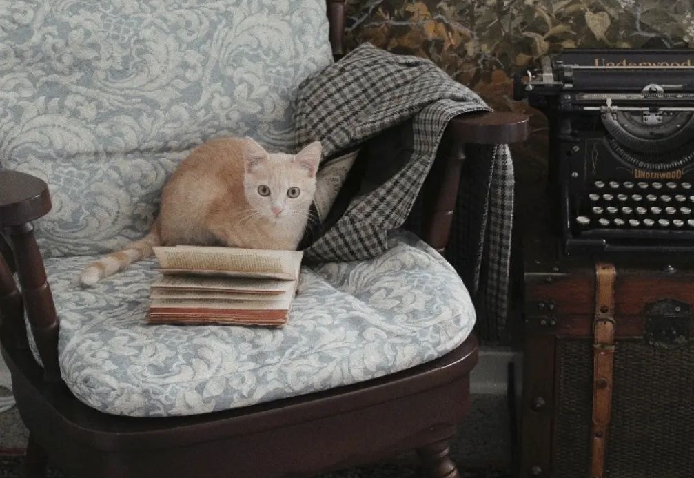 𝙳𝚊𝚛𝚔 𝚊𝚌𝚊𝚍𝚎𝚖𝚒𝚊 𝚍𝚛𝚎𝚊𝚖𝚜 tweet media